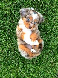 Maybe you would like to learn more about one of these? Australian Shepherd Puppies For Adoption Nsw The Y Guide