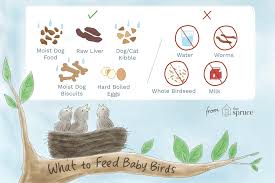 What To Feed A Baby Bird For The Best Nutrition
