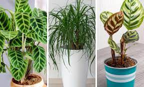 Low Light Indoor Plants Safe For Cats