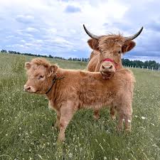 can you milk a highland cow the
