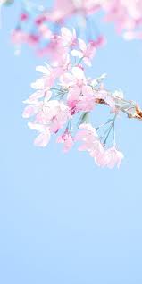 sakura wallpaper background images hd