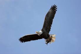 bald eagle size habitat t