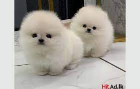 sweet pomeranian puppy pets dogs