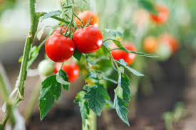 how to grow tomatoes from seeds