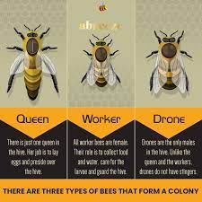 twitter 上的 naturosips the queen bee