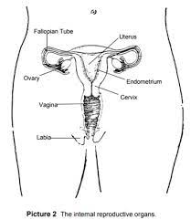 This article looks at female body parts and their functions, and it provides an interactive diagram. Body System Reproductive Female