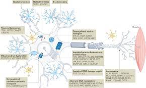 amyotrophic lateral sclerosis a
