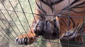 how to trim a tiger s nails you