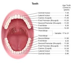 Anatomy And Development Of The Mouth And Teeth