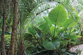Easy to grow and magnificent! How To Grow Elephant Ears Care Tips For Elephant Ear Plants Garden Design