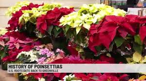 poinsettia roots linked to greenville