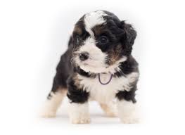 Mini bernedoodles are a small breed that brings a lot of fun and companionship to a family without requiring excess space. 1 Bernedoodle Puppies For Sale By Uptown Puppies