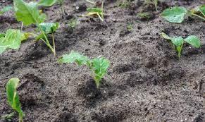 Creating Organic Soil For A Healthy And