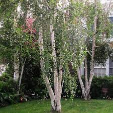 Bare Root Silver Birch Trees For