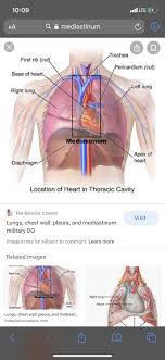 The base of the heart is against the third rib. Is Your Heart Under Your Third Rib Heart Picture Image On Medicinenet Com Ribs Act Like A Cage Of Bones Around Your Chest Aneka Ikan Hias