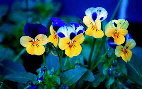 Pansy HD Wallpapers