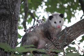 opossums in your backyard world