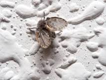how-do-i-permanently-get-rid-of-drain-flies