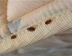 Can Bed Bugs Live In Exercise Equipment