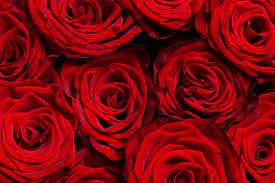 red rose wallpaper images free