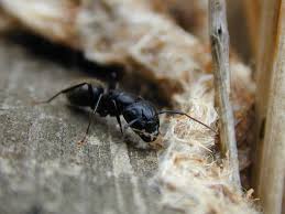 will carpenter ants bite kapturepest
