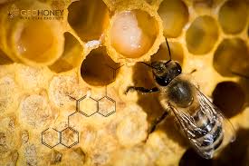 royal jelly chemical composition and