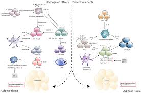 Frontiers Adipose Tissue Resident Immune Cells In Obesity