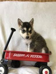 Pomsky Puppies For Sale In Mo Lancaster Puppies