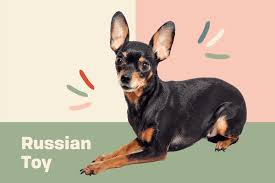 russian toy dog breed information and