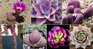 42 vibrant purple succulents sublime