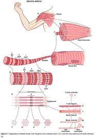 contraction of skeletal muscle