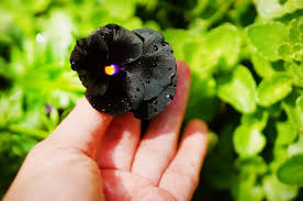 15 types of black flowers a list of
