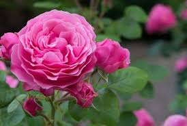 are roses monocots or dicots and