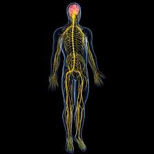 The nervous system maintains internal order within the body by coordinating the activities of muscles and organs, receives input from sense organs, trigger reactions, generating learning and understanding, and providing protection from danger. 16 755 Nervous System Stock Photos Images Download Nervous System Pictures On Depositphotos