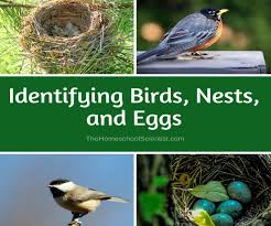 Identifying Birds Nests And Eggs The Homeschool Scientist
