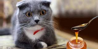 When your cat turns up its nose at its food, it's not always typical cat behavior. Can Cats Have Honey Is It Good Or Bad Pet Care Advisors