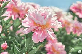 peonies flower is also known as the