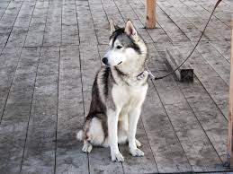How to train a husky. Five Key Principles Of Training A Husky Pethelpful By Fellow Animal Lovers And Experts