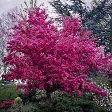 Our selection of flowering trees includes varieties that grow in a wide range of areas, from cool, northern regions (as far as zone 3) to warm, southern. Flowering Trees Best Flowering Trees To Buy The Tree Center