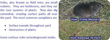 how to get rid of voles in the yard