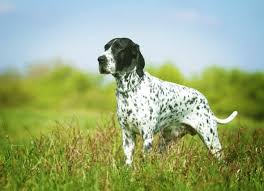 The american veterinary medical association (avma) reports that one in four dogs will develop cancer at some time in their life and that 50% of pets over the age of 10 will develop cancer. Liver And Spleen Cancer Hemangiosarcoma In Dogs Petmd