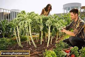 Rooftop Organic Vegetables Garden