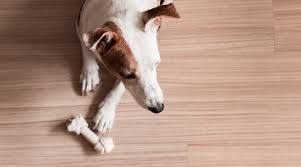 the best flooring for dogs america s