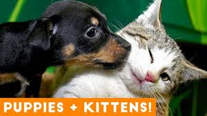 ultimate puppy and kitten cute