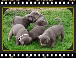 Check out our black, yellow, or chocolate lab puppies for sale! Silver Lab Puppies For Sale In Pa Dogs For Sale 14 Top Breeders 2021