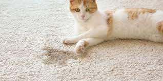 why do cats throw up on carpets top 4