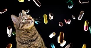 can cats have melatonin landmark