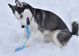 14 best husky toys tested and reviewed