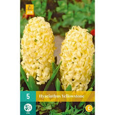 Che piante con fiori gialli piantare nel proprio giardino? Bulbi Di Giacinto Yellowstone Gardenstuff