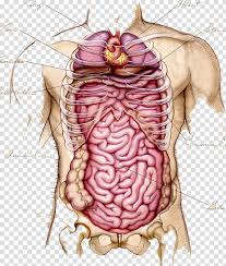 Anatomy V Human Intestine Illustration Transparent